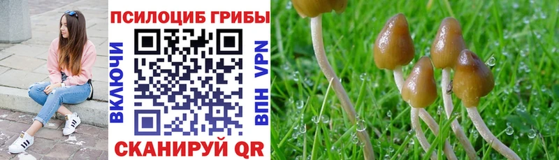 Купить где  Маркс  Галлюциногенные грибы GOLDEN TEACHER 
